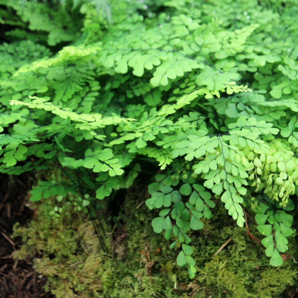 Himalajanadiantumi - Adiantum venustum
