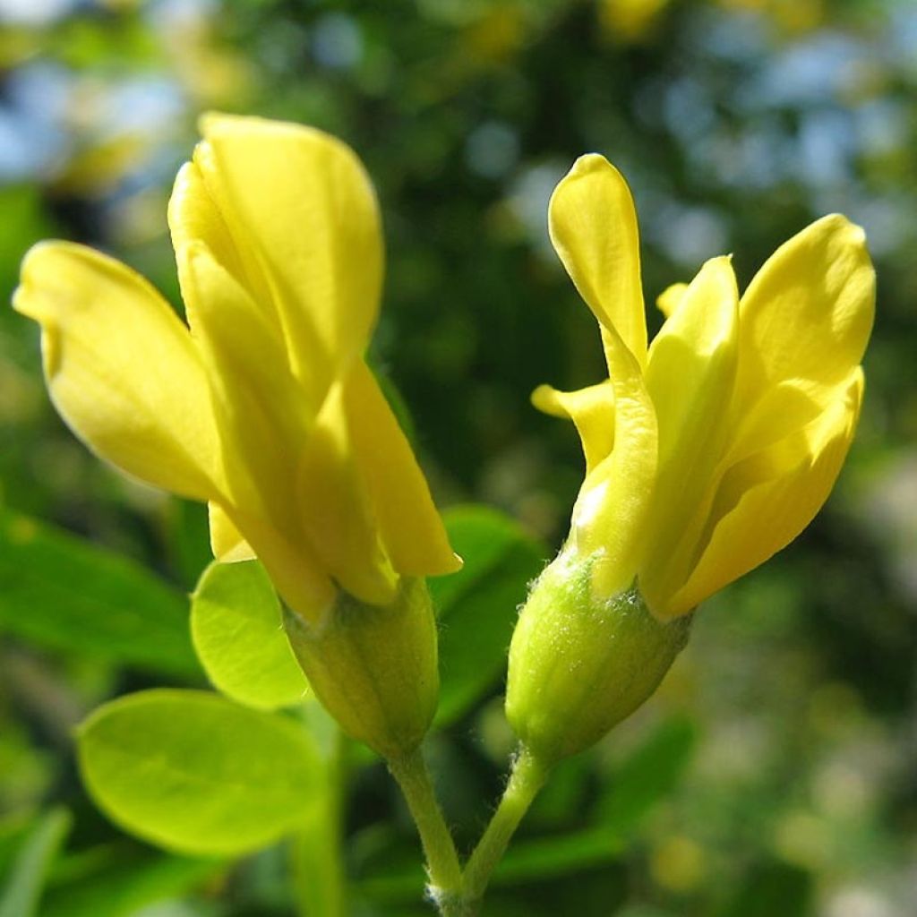 Siperianhernepensas - Caragana arborescens