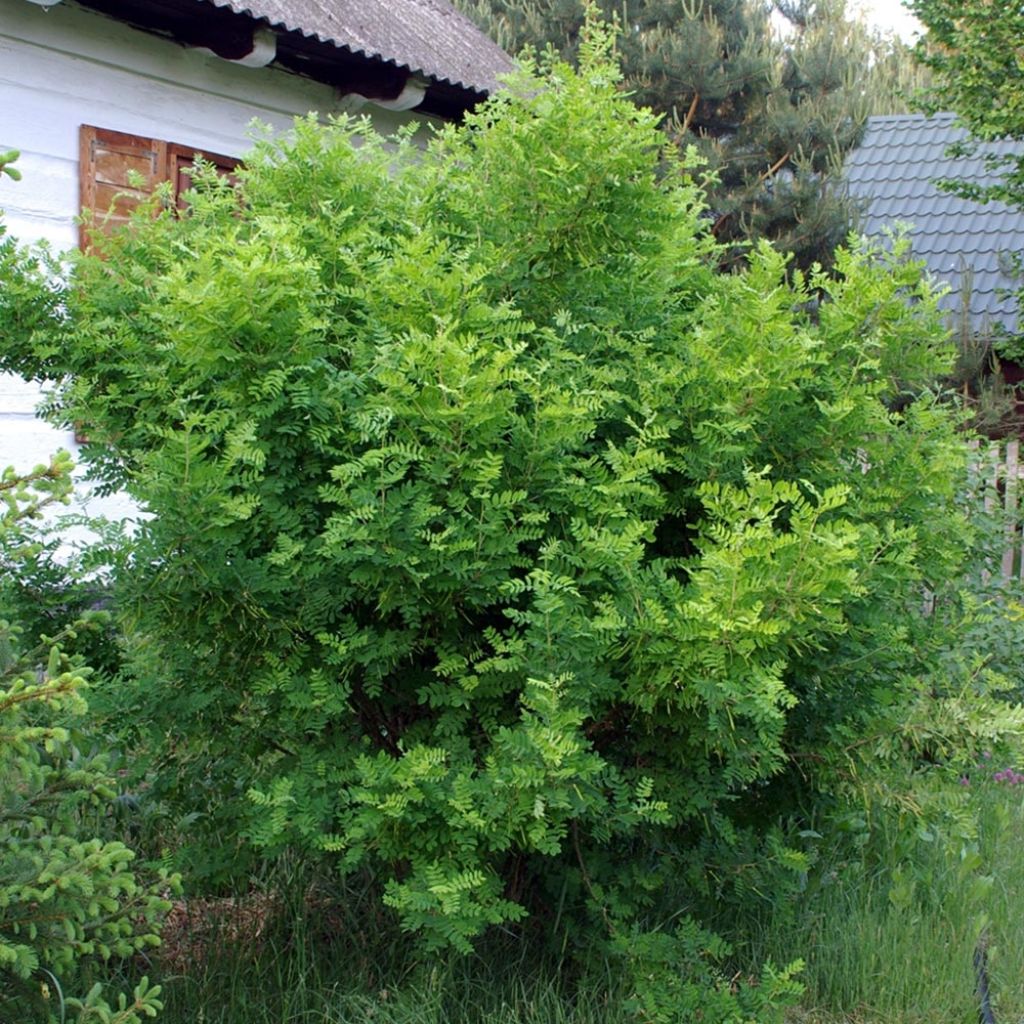 Siperianhernepensas - Caragana arborescens