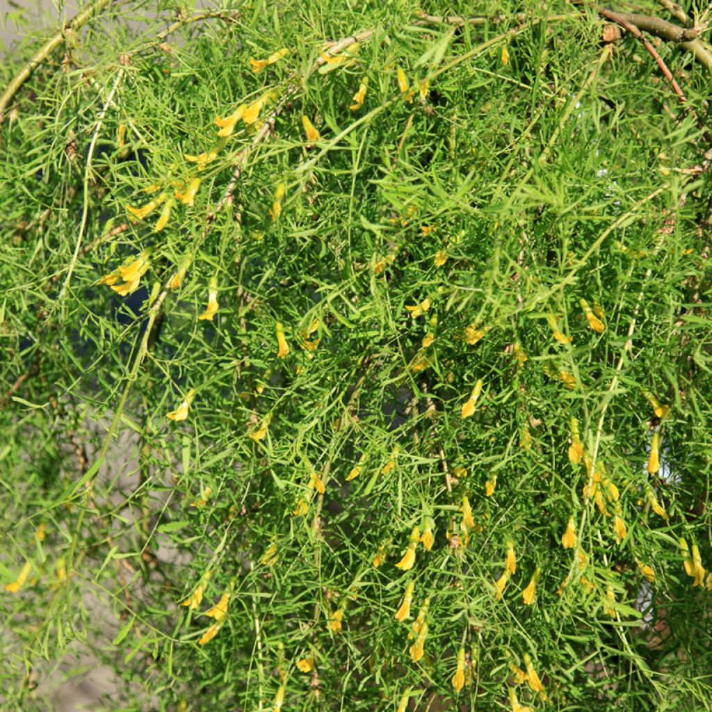 Siperianhernepensas Walker