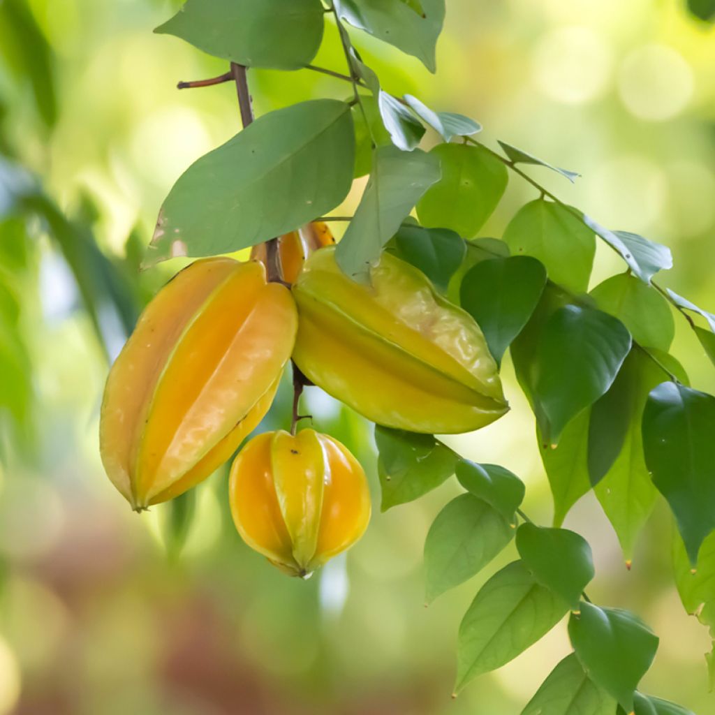 Karambola Arkin