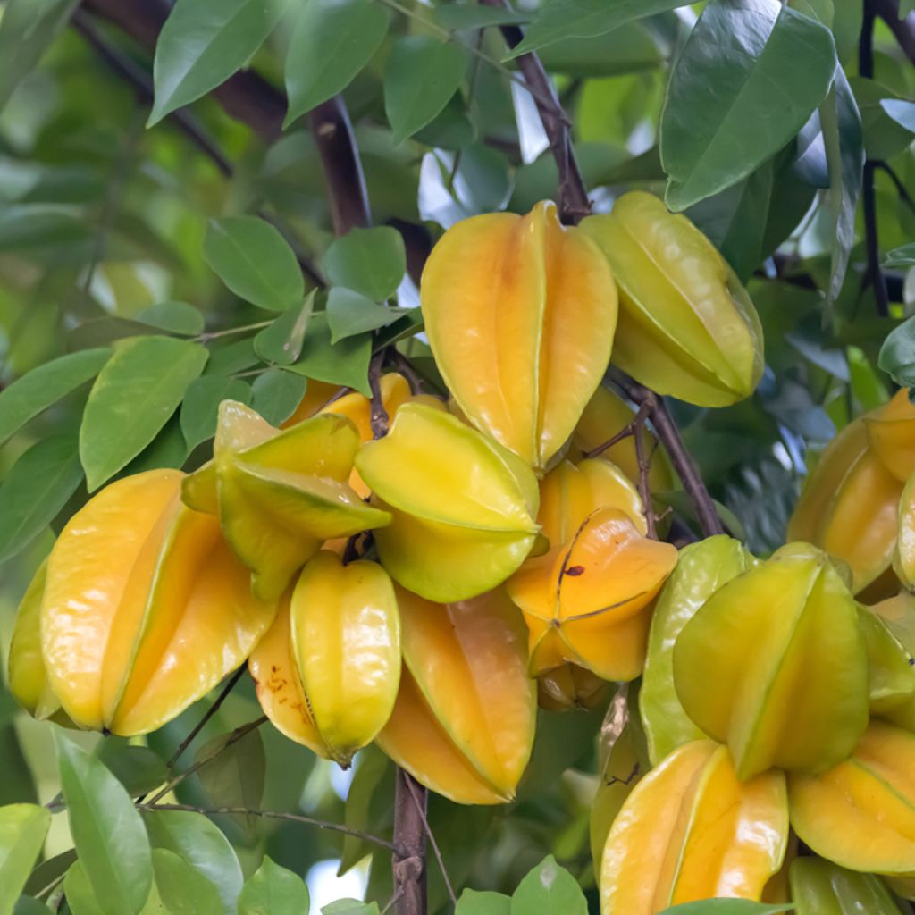 Karambola Arkin