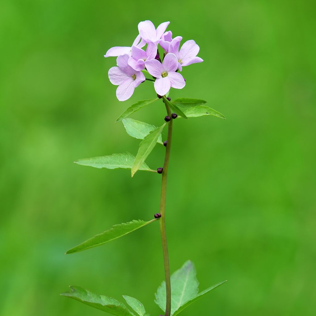 Hammasjuuri - Cardamine bulbifera