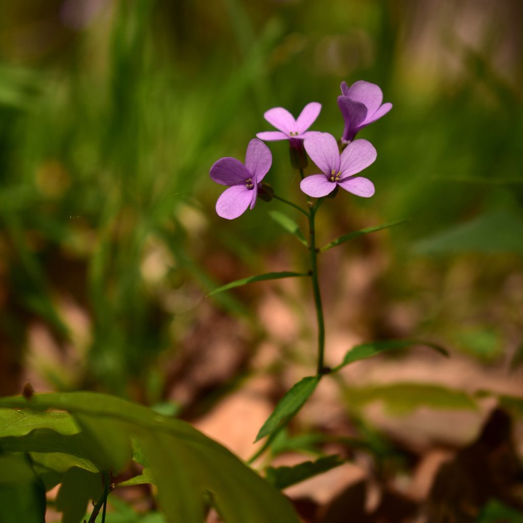 Hammasjuuri - Cardamine bulbifera