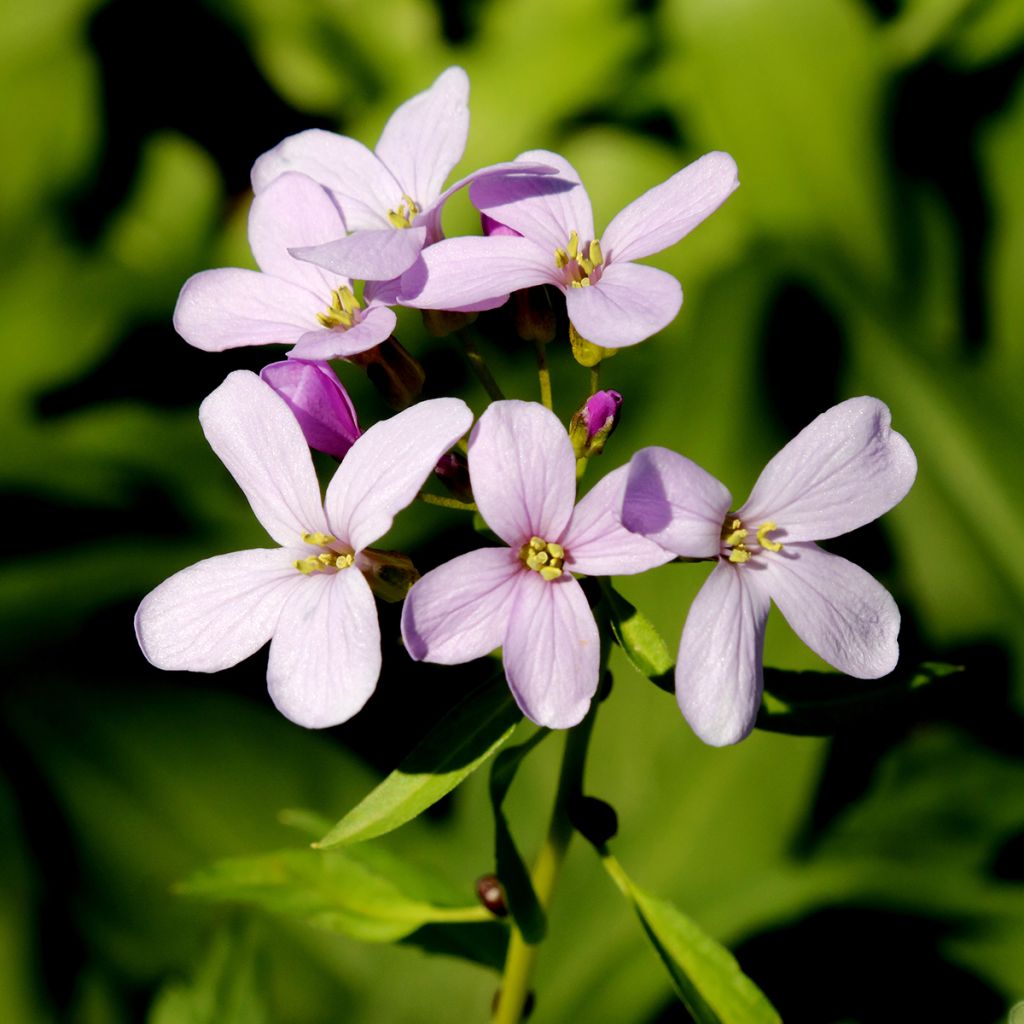 Hammasjuuri - Cardamine bulbifera