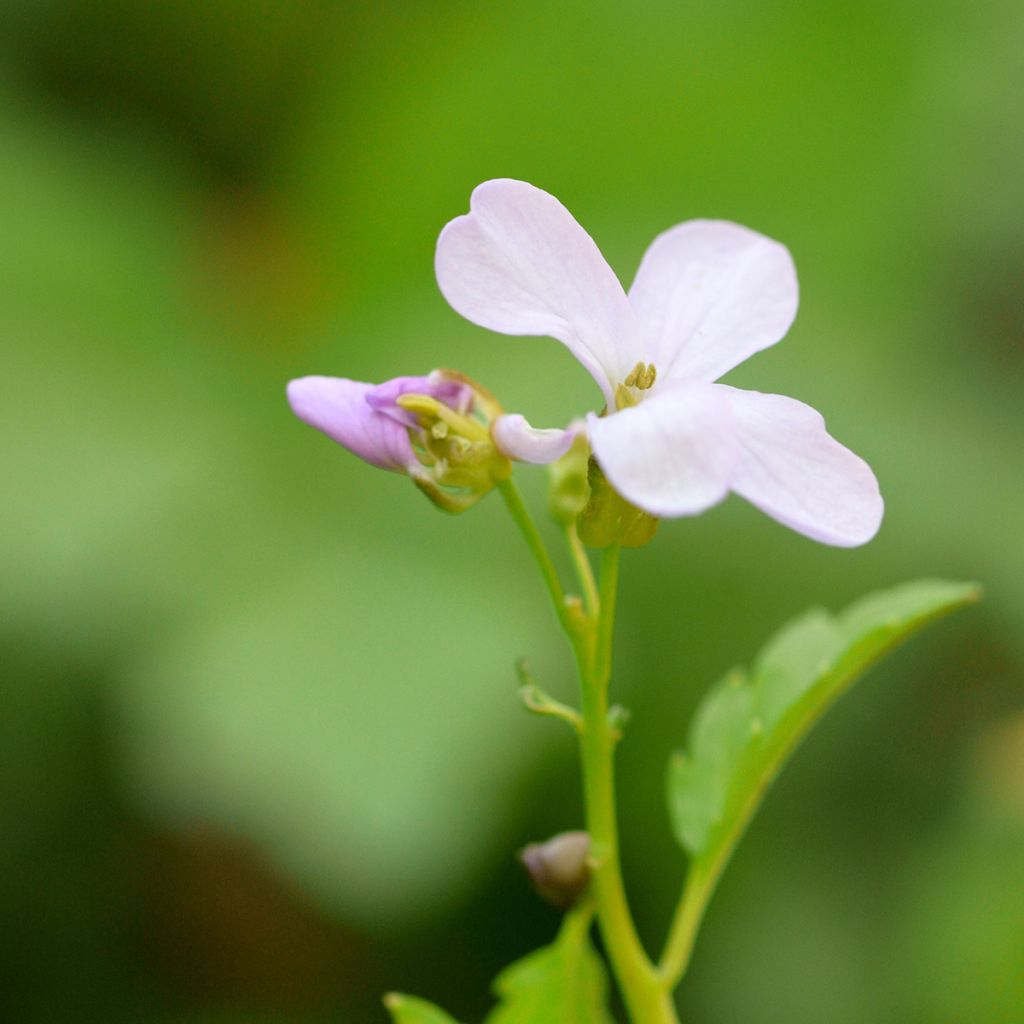 Hammasjuuri - Cardamine bulbifera