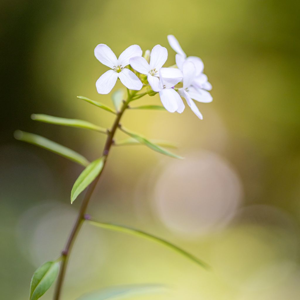 Hammasjuuri - Cardamine bulbifera