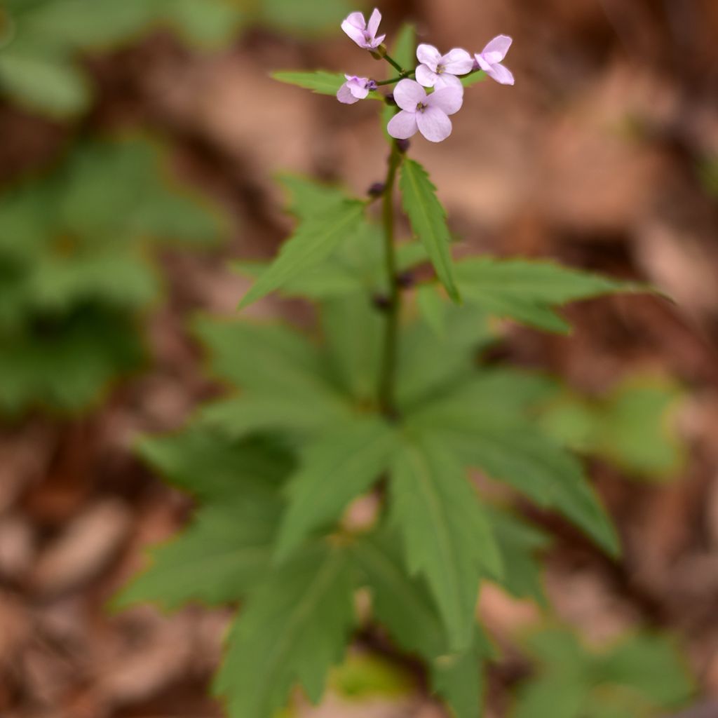Hammasjuuri - Cardamine bulbifera