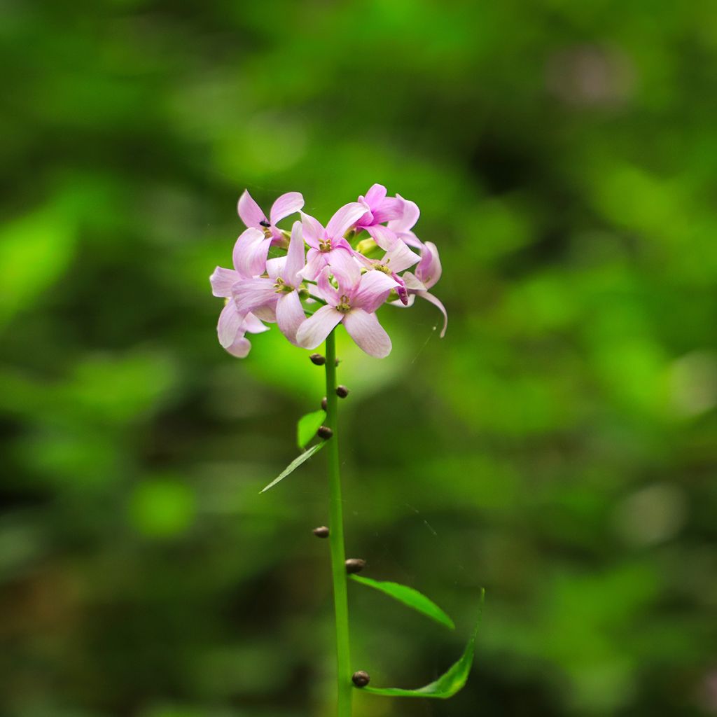 Hammasjuuri - Cardamine bulbifera