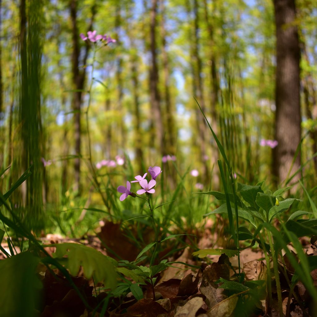 Hammasjuuri - Cardamine bulbifera