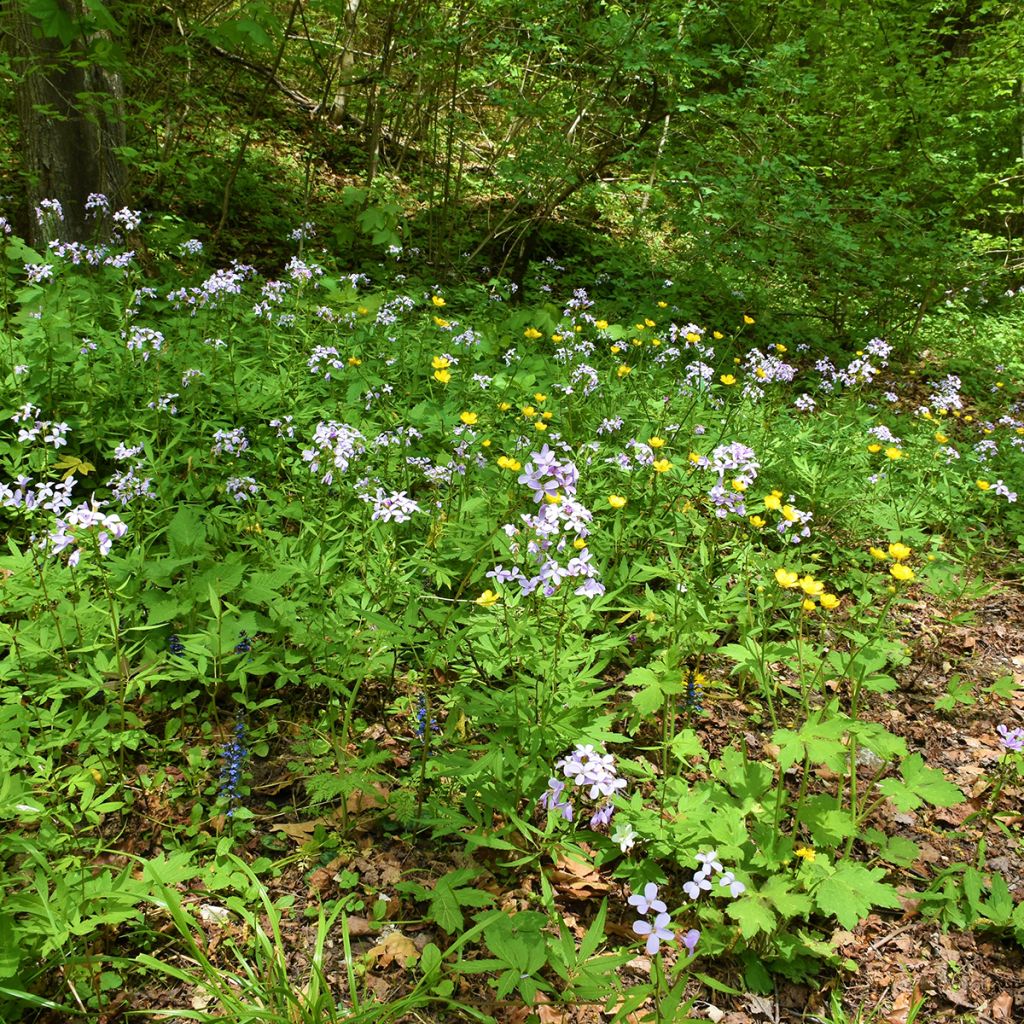 Hammasjuuri - Cardamine bulbifera