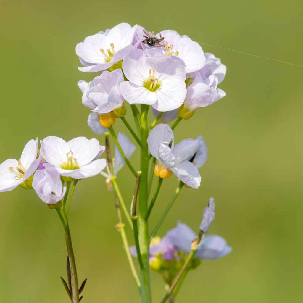 Luhtalitukka - Cardamine pratensis