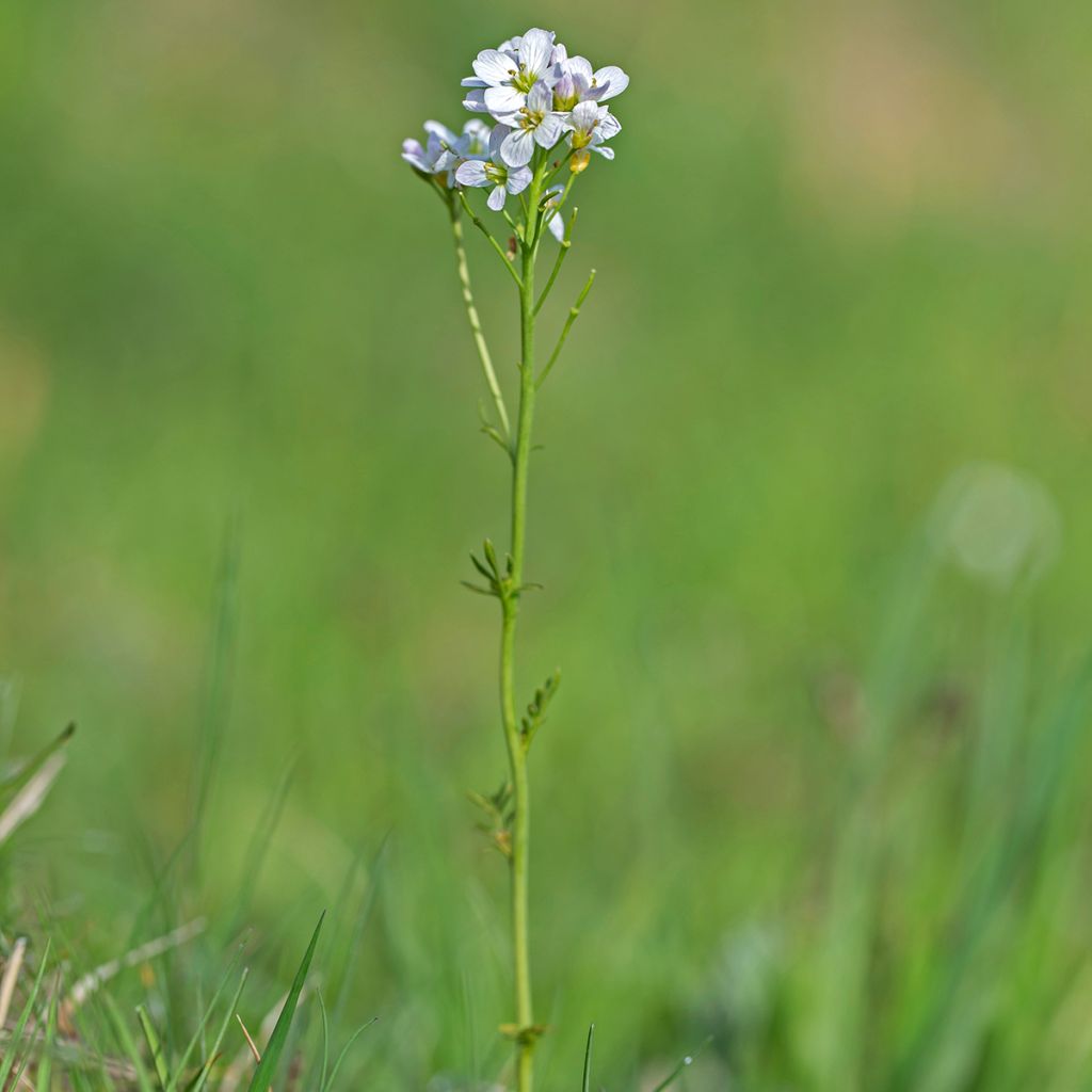 Luhtalitukka - Cardamine pratensis