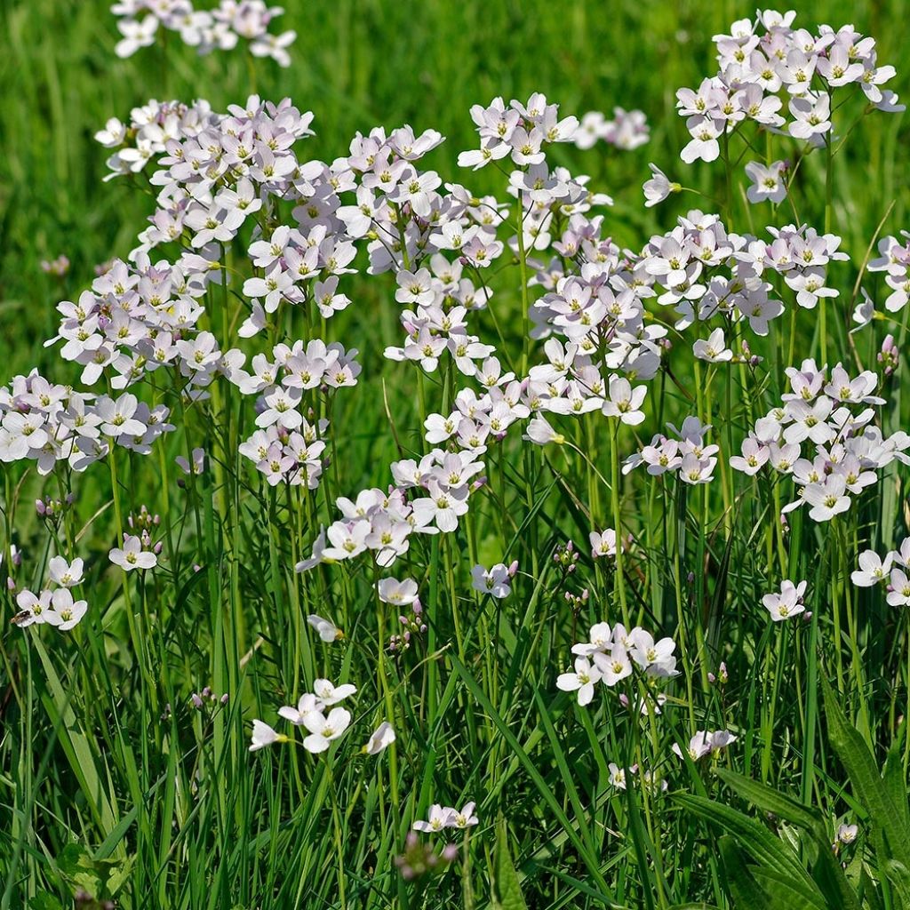 Luhtalitukka - Cardamine pratensis