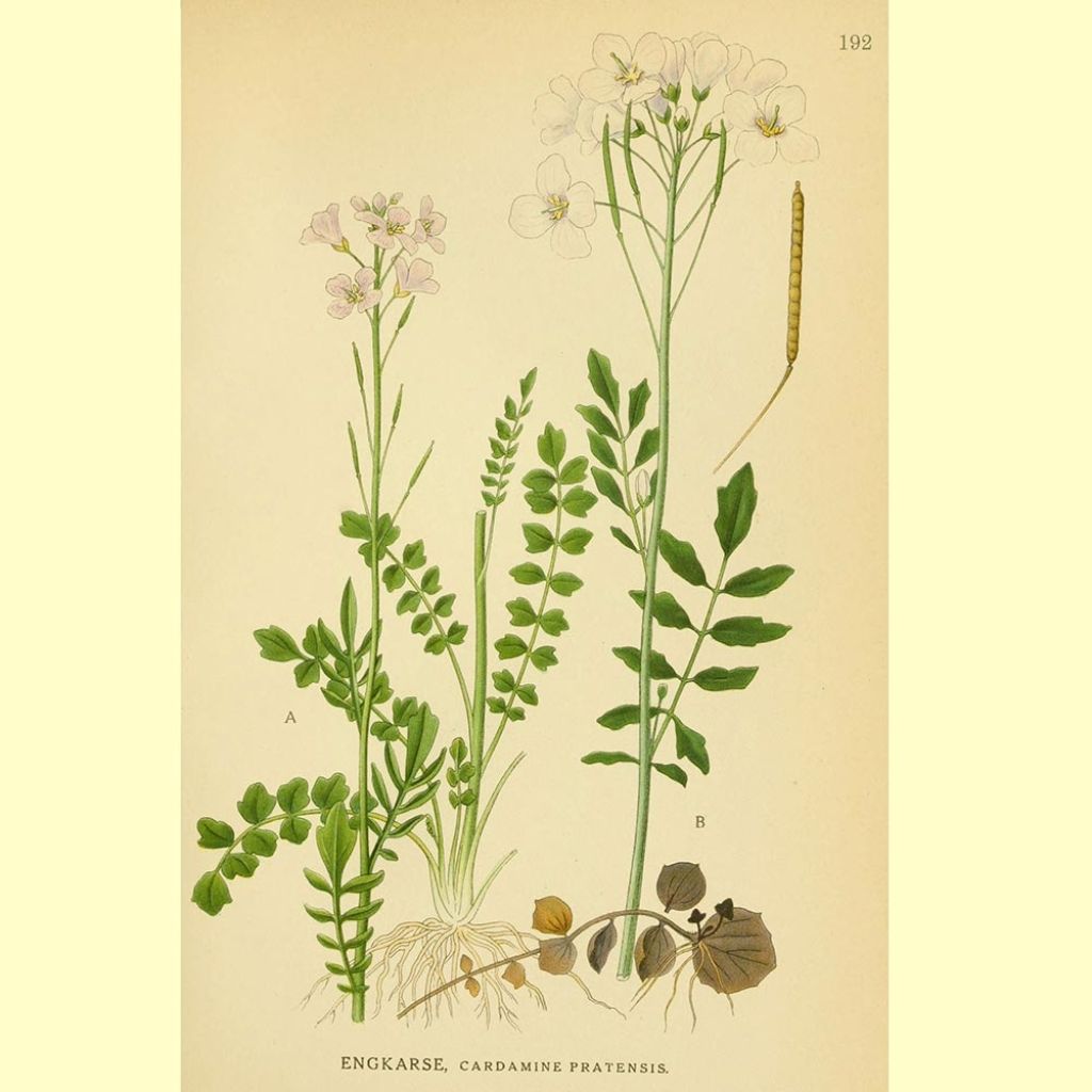 Luhtalitukka - Cardamine pratensis
