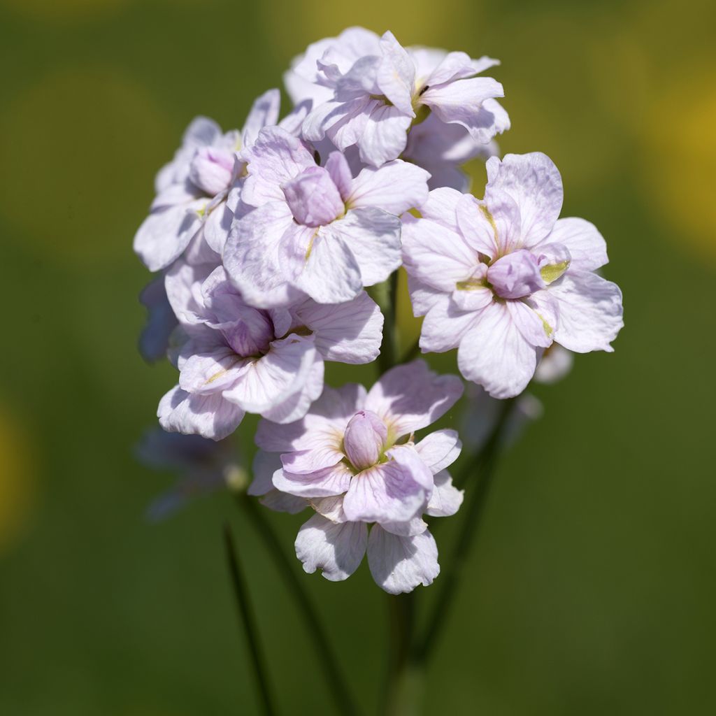 Luhtalitukka Flore Pleno