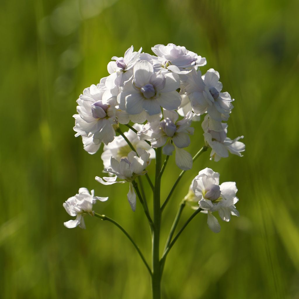 Luhtalitukka Flore Pleno