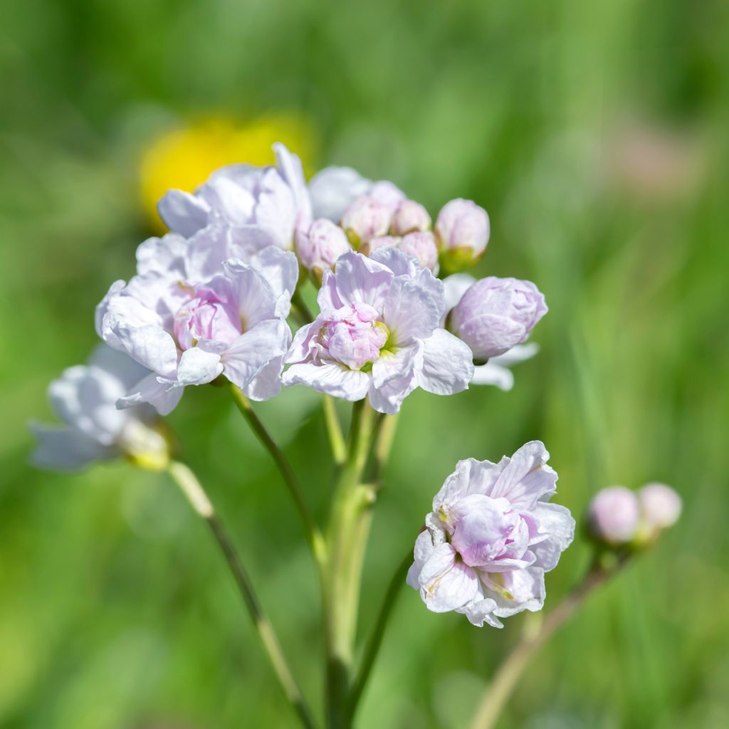 Luhtalitukka Flore Pleno