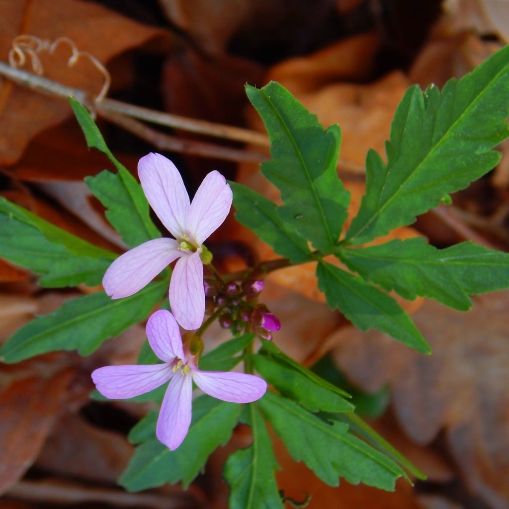 Litukka - Cardamine quinquefolia