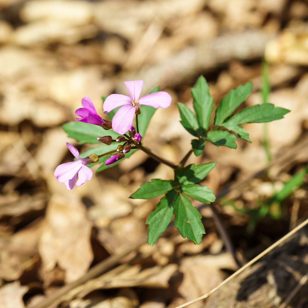 Litukka - Cardamine quinquefolia