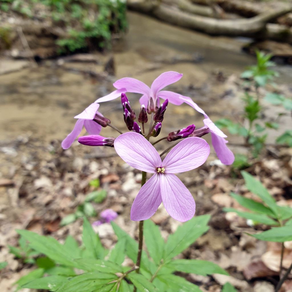 Litukka - Cardamine quinquefolia