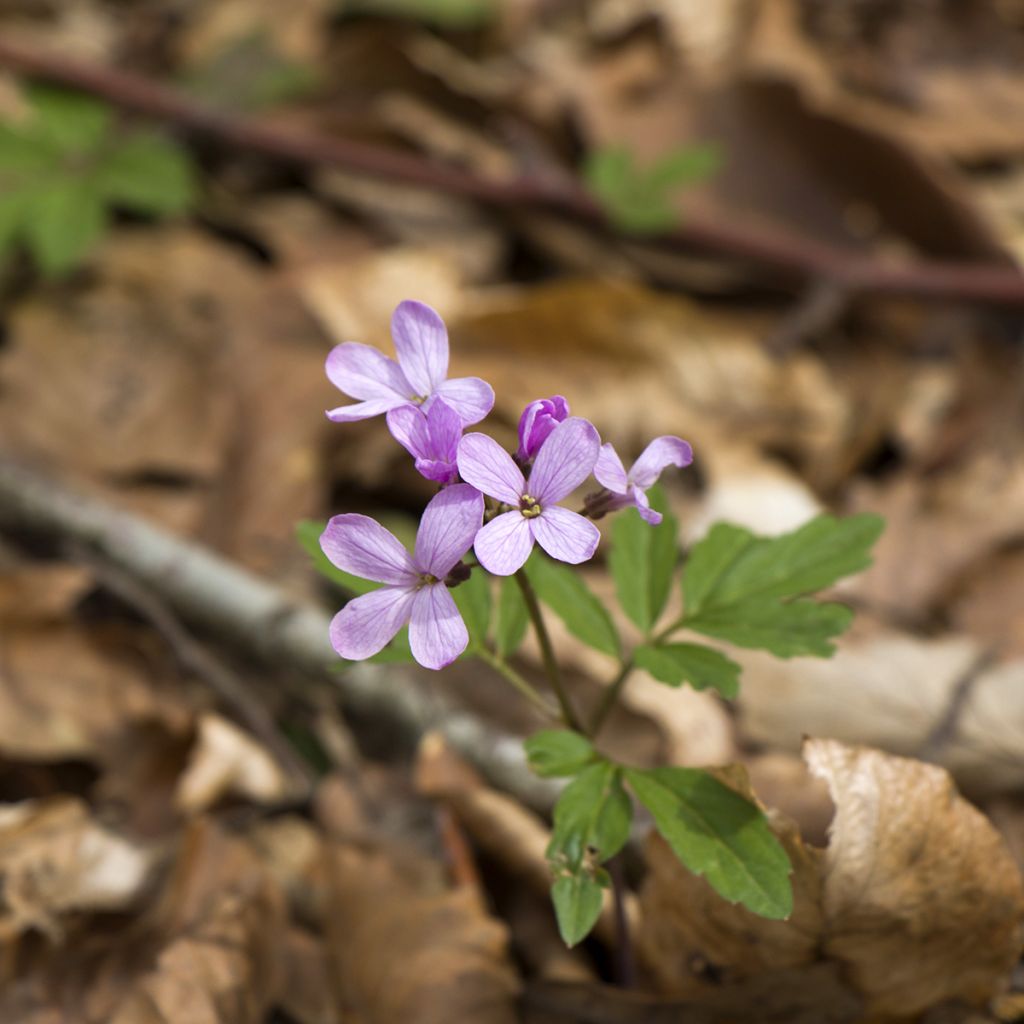Litukka - Cardamine quinquefolia