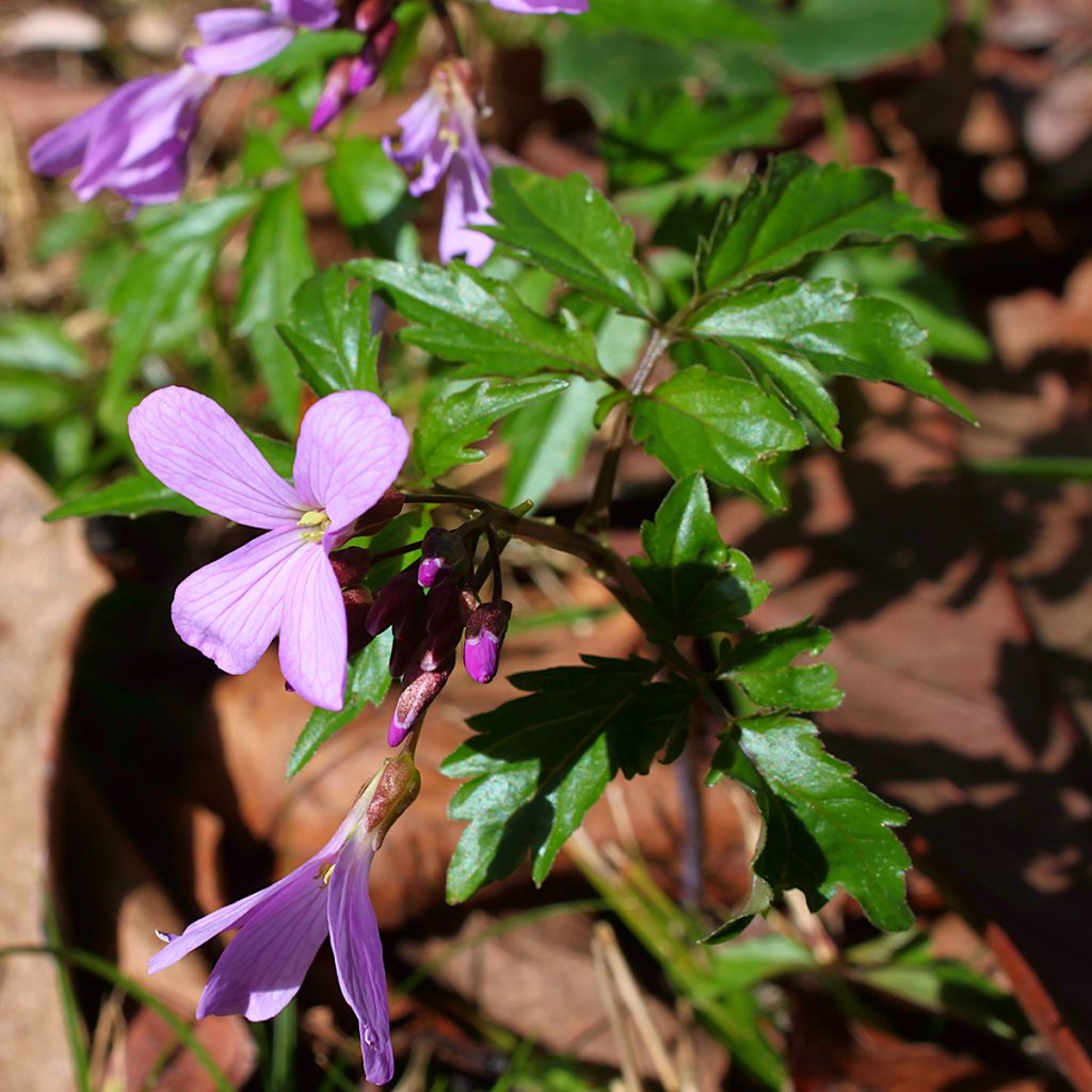 Litukka - Cardamine quinquefolia