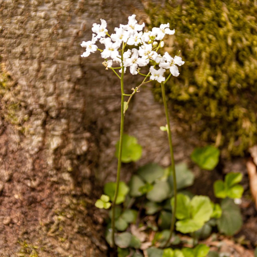 Kolmilehtilitukka - Cardamine trifolia