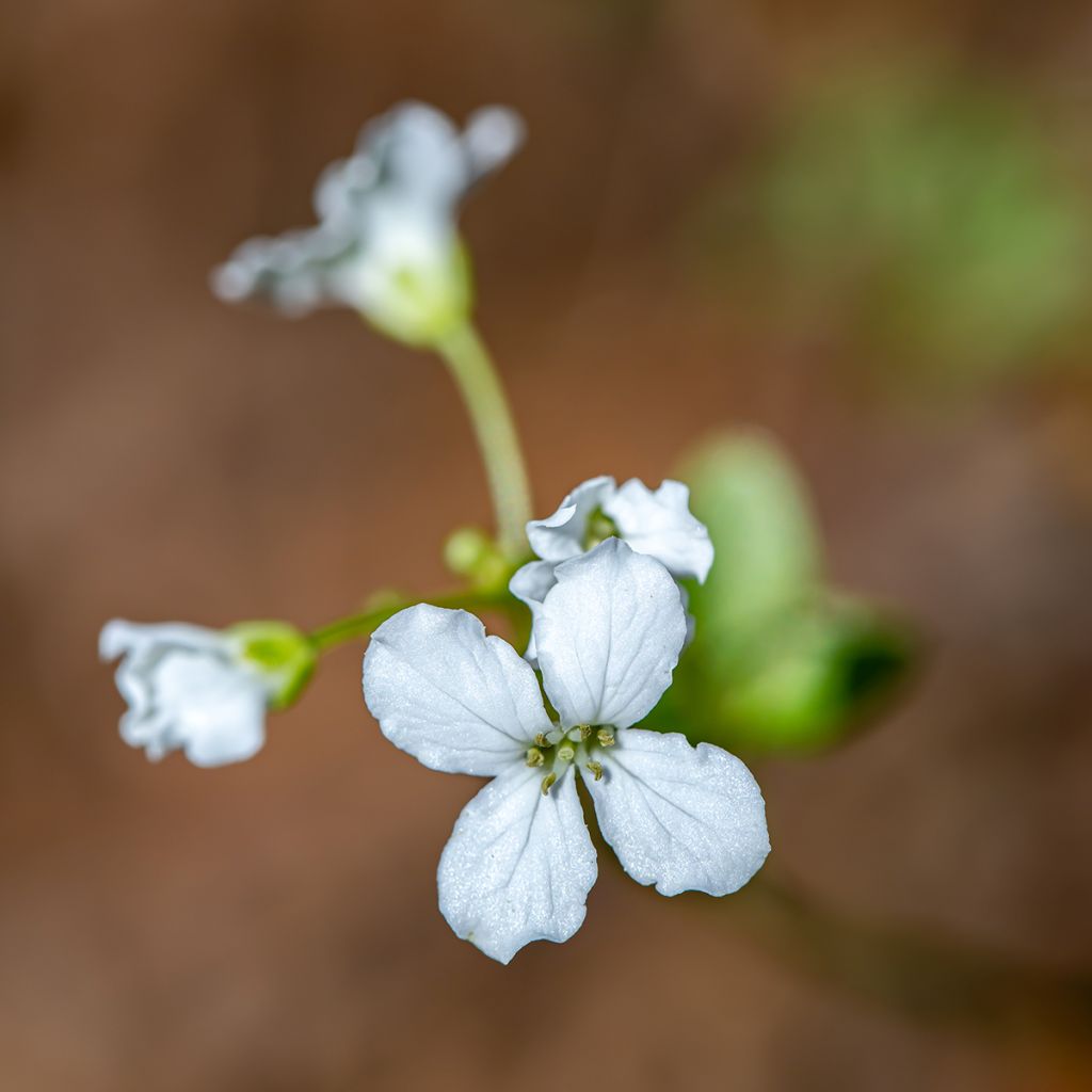 Kolmilehtilitukka - Cardamine trifolia