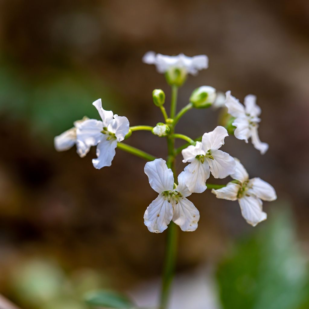 Kolmilehtilitukka - Cardamine trifolia