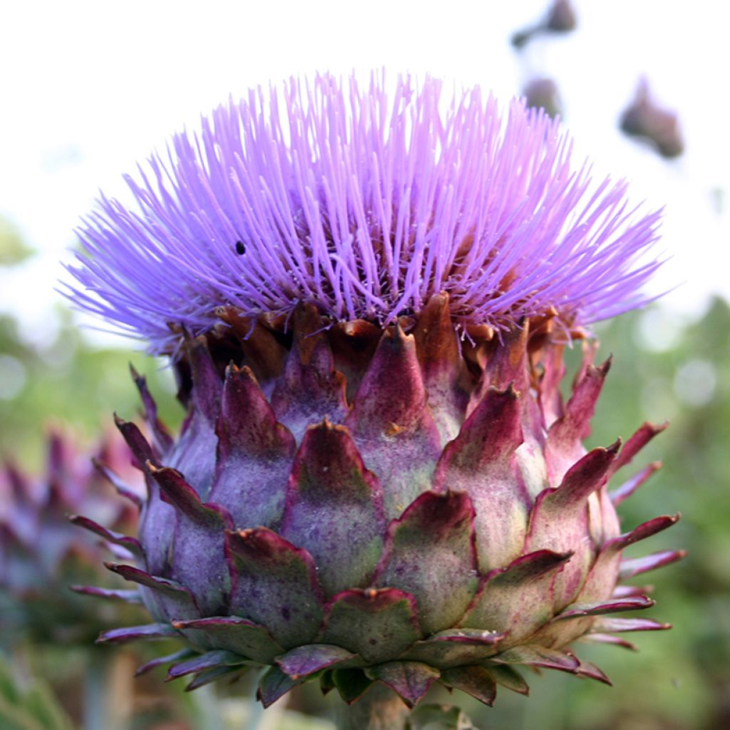 Kardoni luomu - Cynara cardunculus - Cynara cardunculus subsp. cardunculus