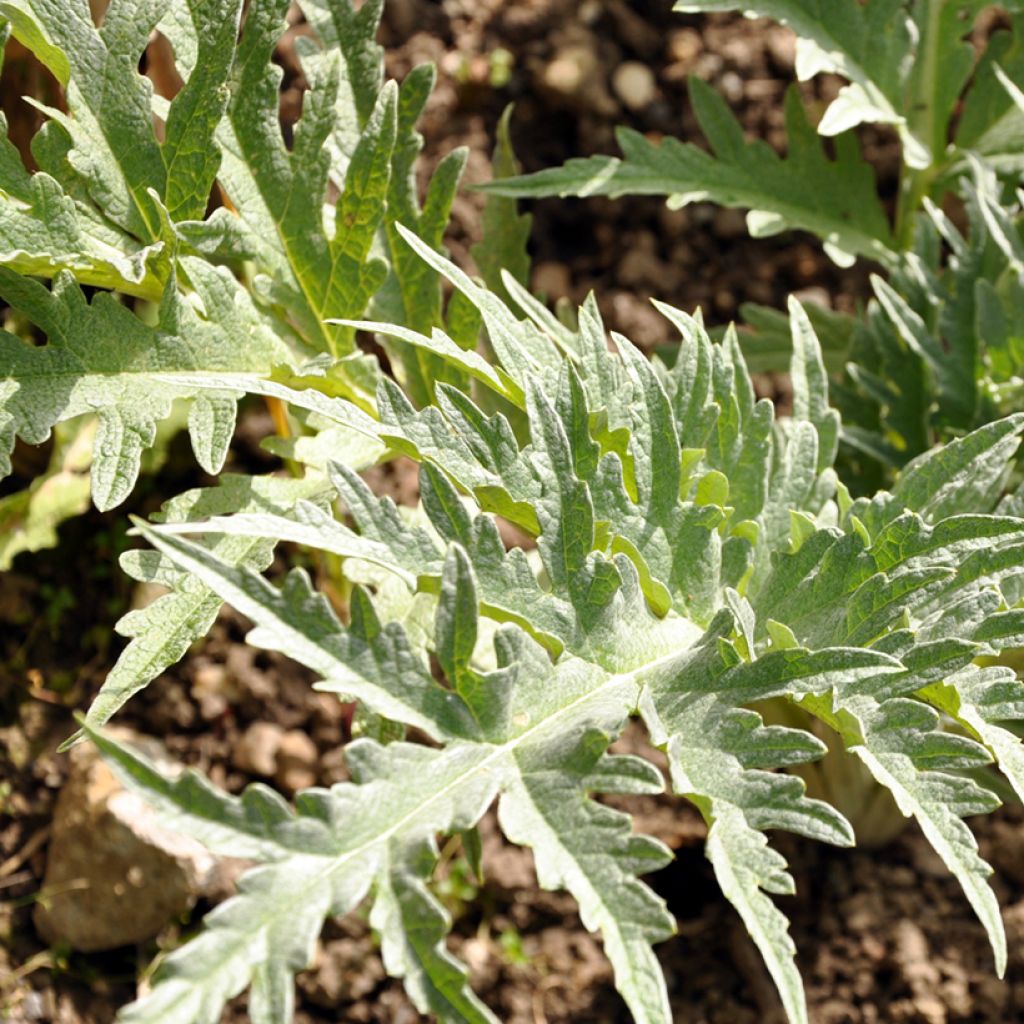 Kardoni Vert de Vaulx-en-Velin