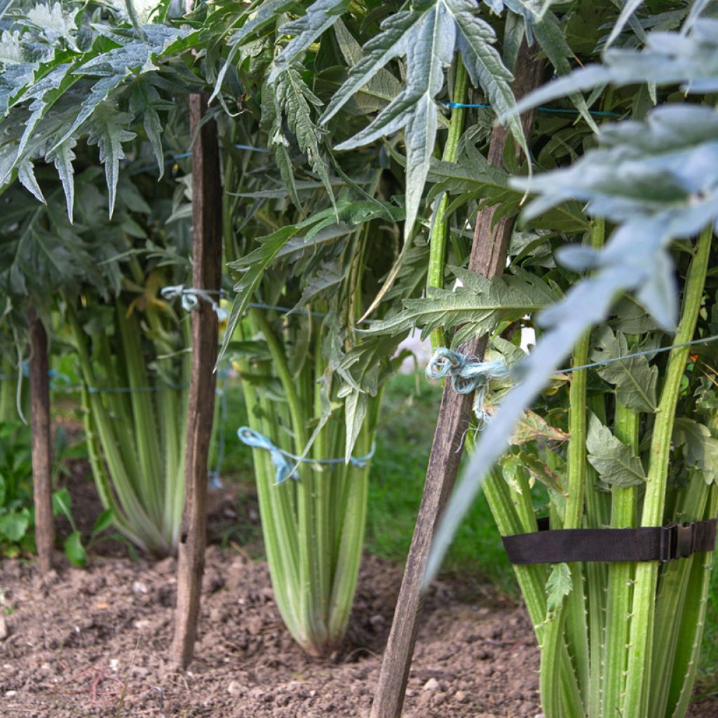 Kardoni - Vilmorin - Cynara cardunculus