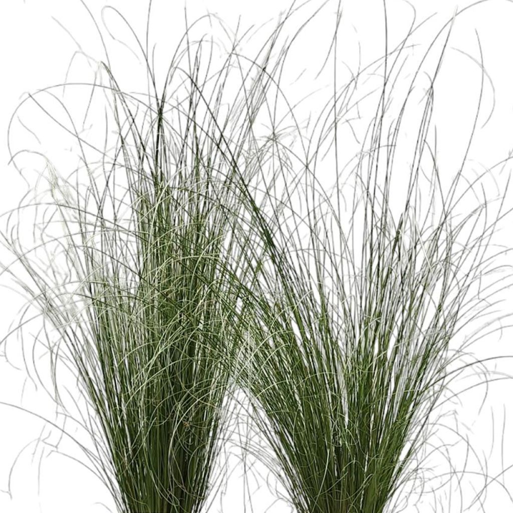 Kuparisara Green Twist