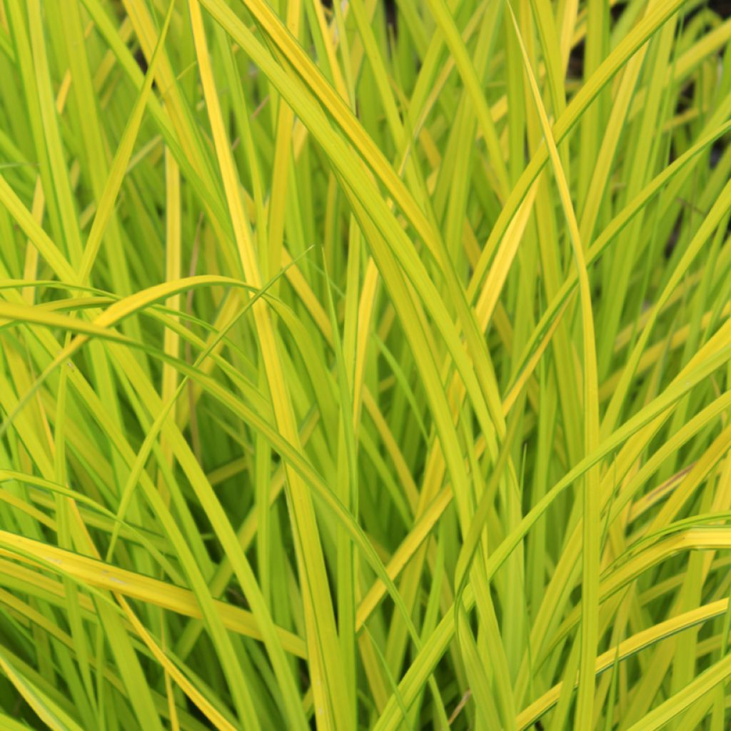 Piukkasara Aurea
