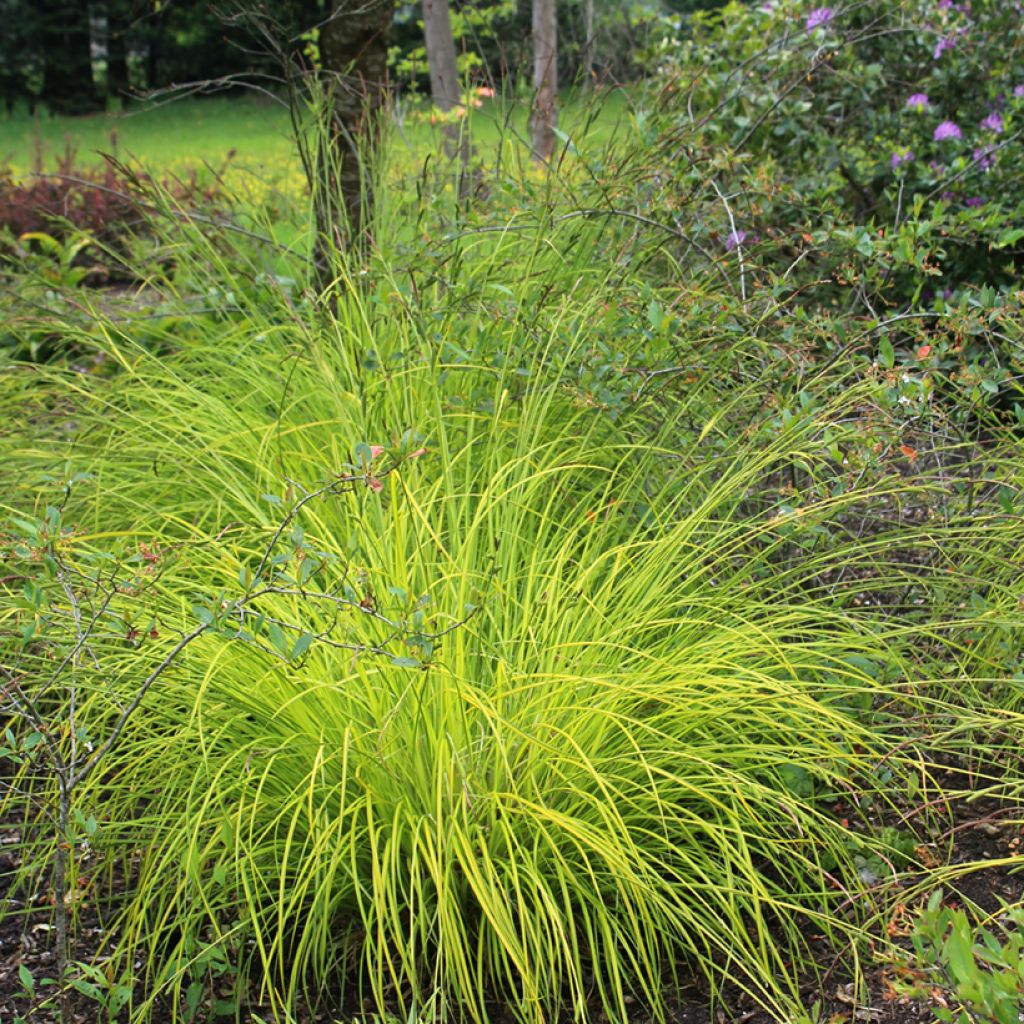 Piukkasara Aurea