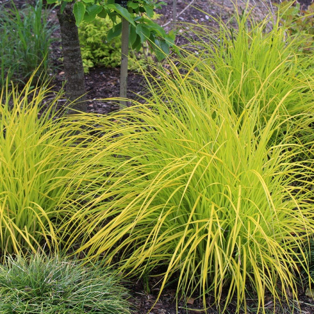 Piukkasara Aurea
