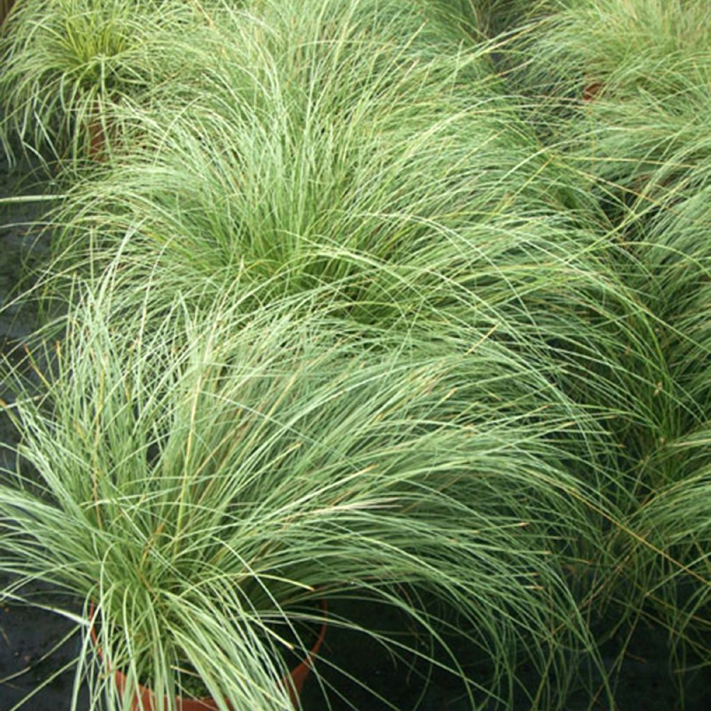 Pronssisara Phoenix Green