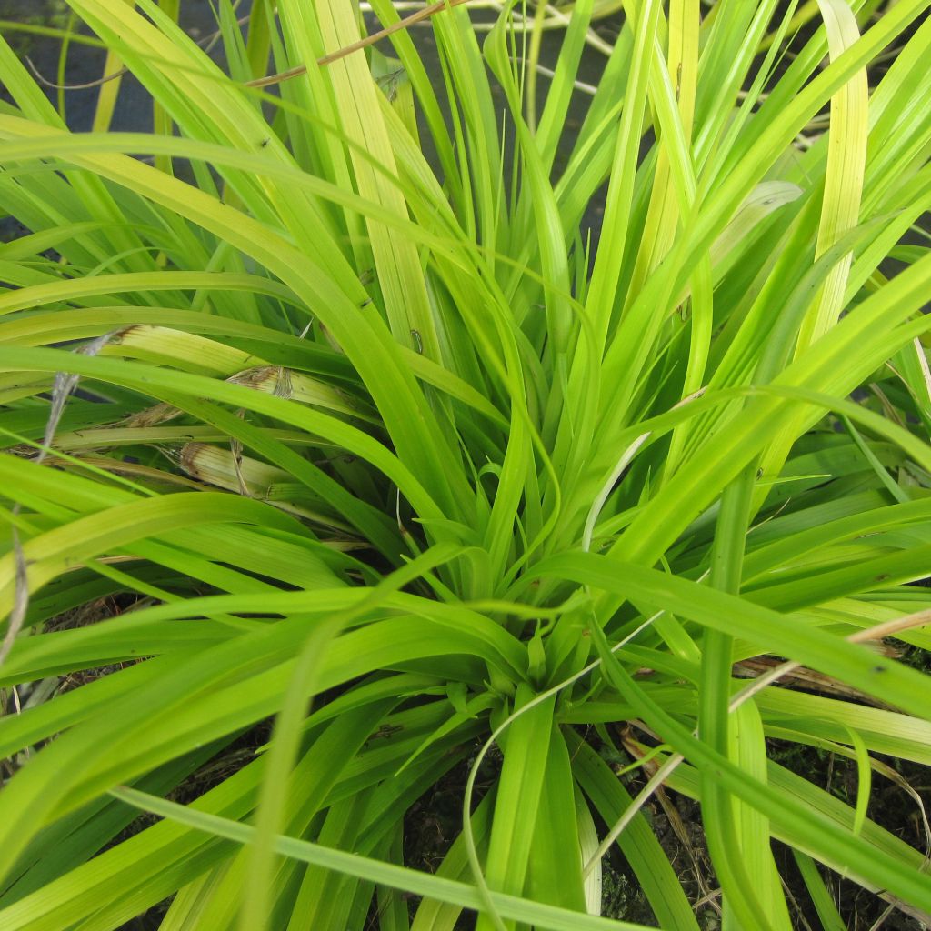 Oshimasara Everillo