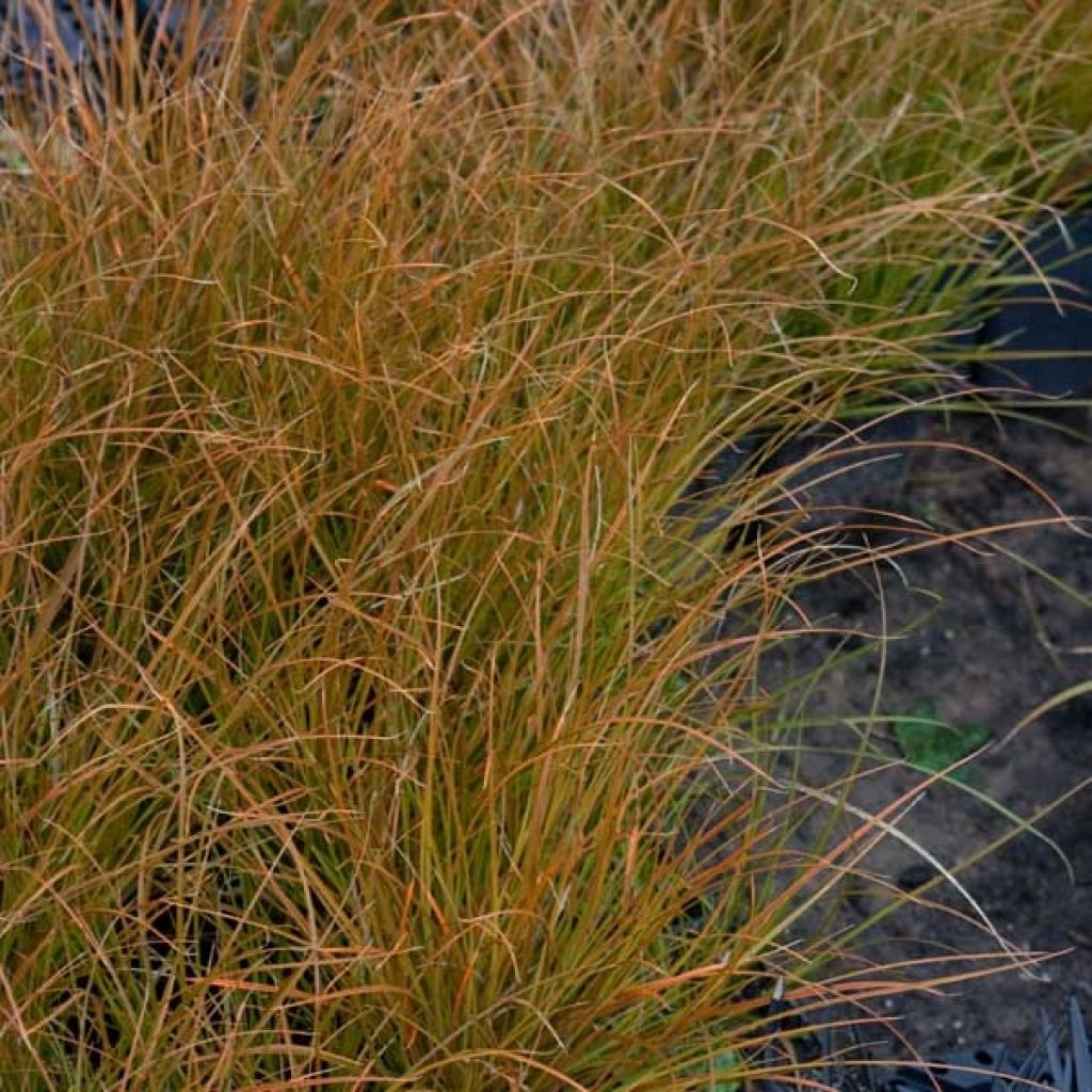 Carex testacea Prairie Fire - Laîche orange