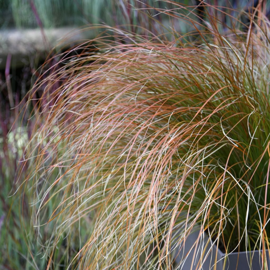 Sara Prairie Fire