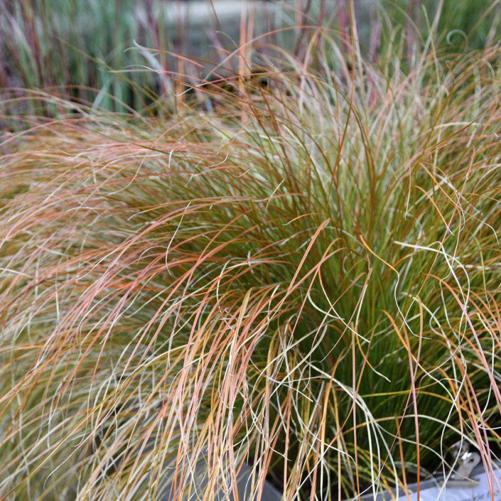 Sara Prairie Fire