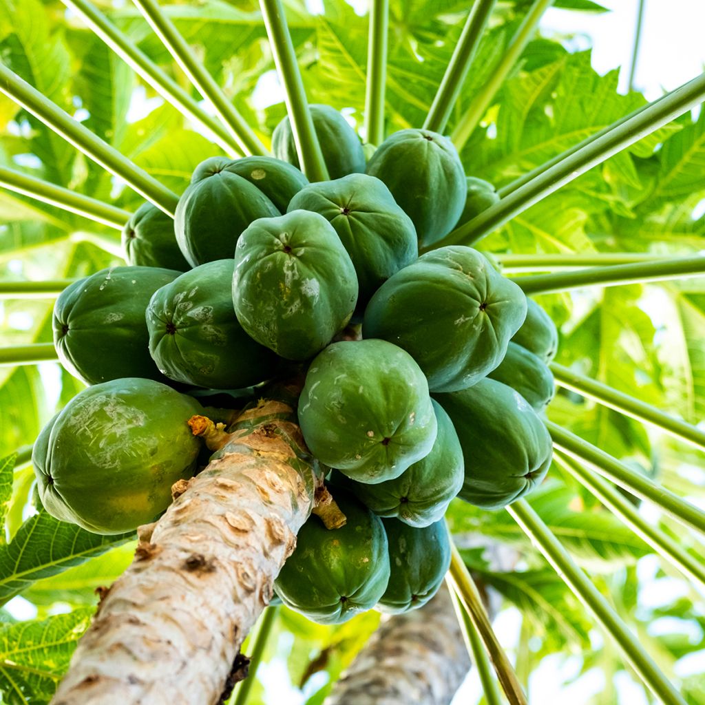 Tarhapapaija - Carica papaya