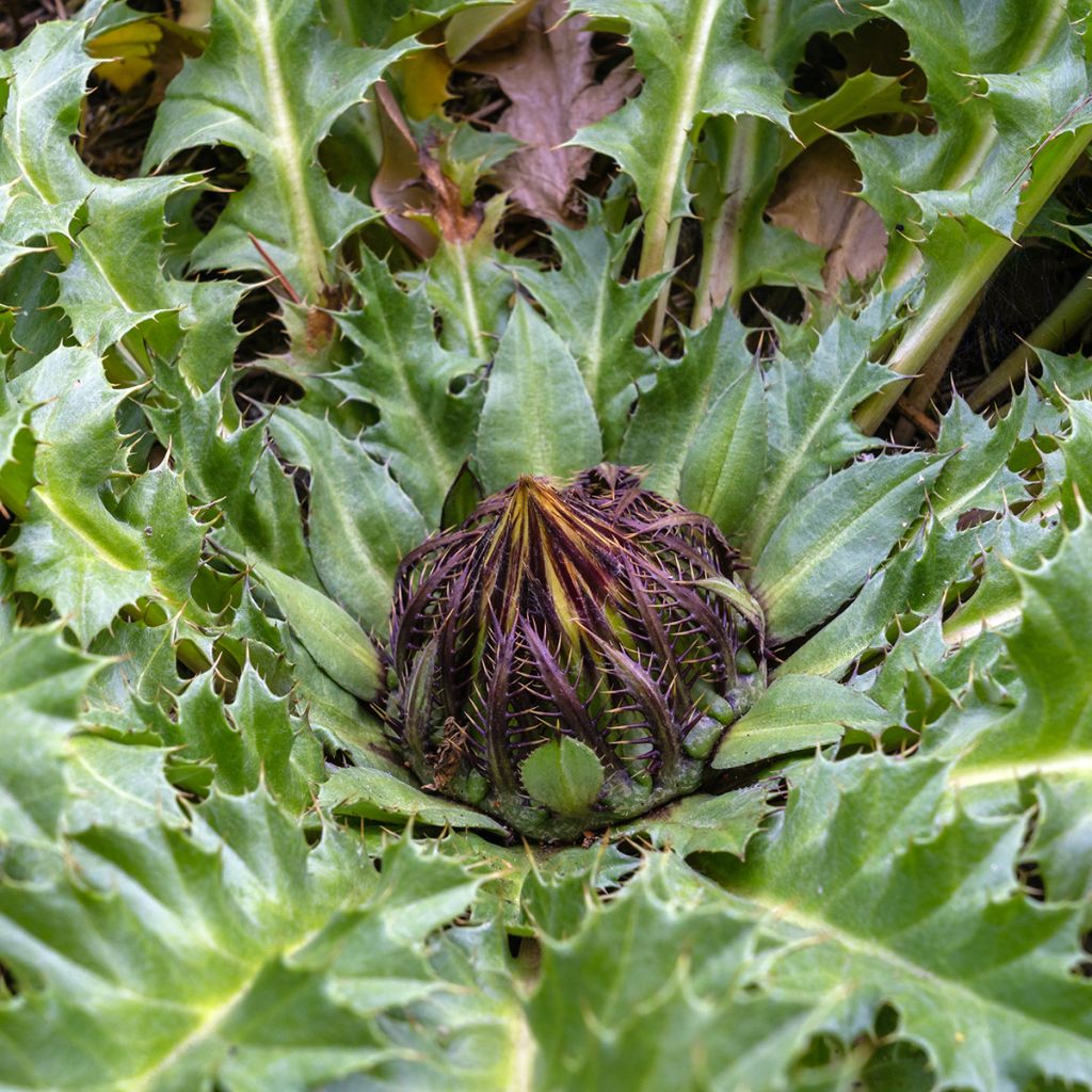 Akanttikurho - Carlina acanthifolia
