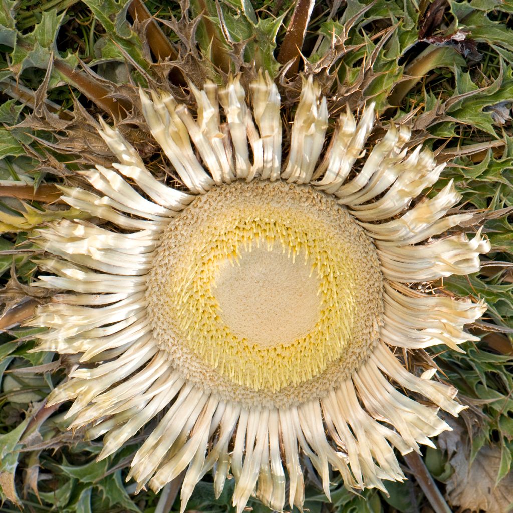 Akanttikurho - Carlina acanthifolia