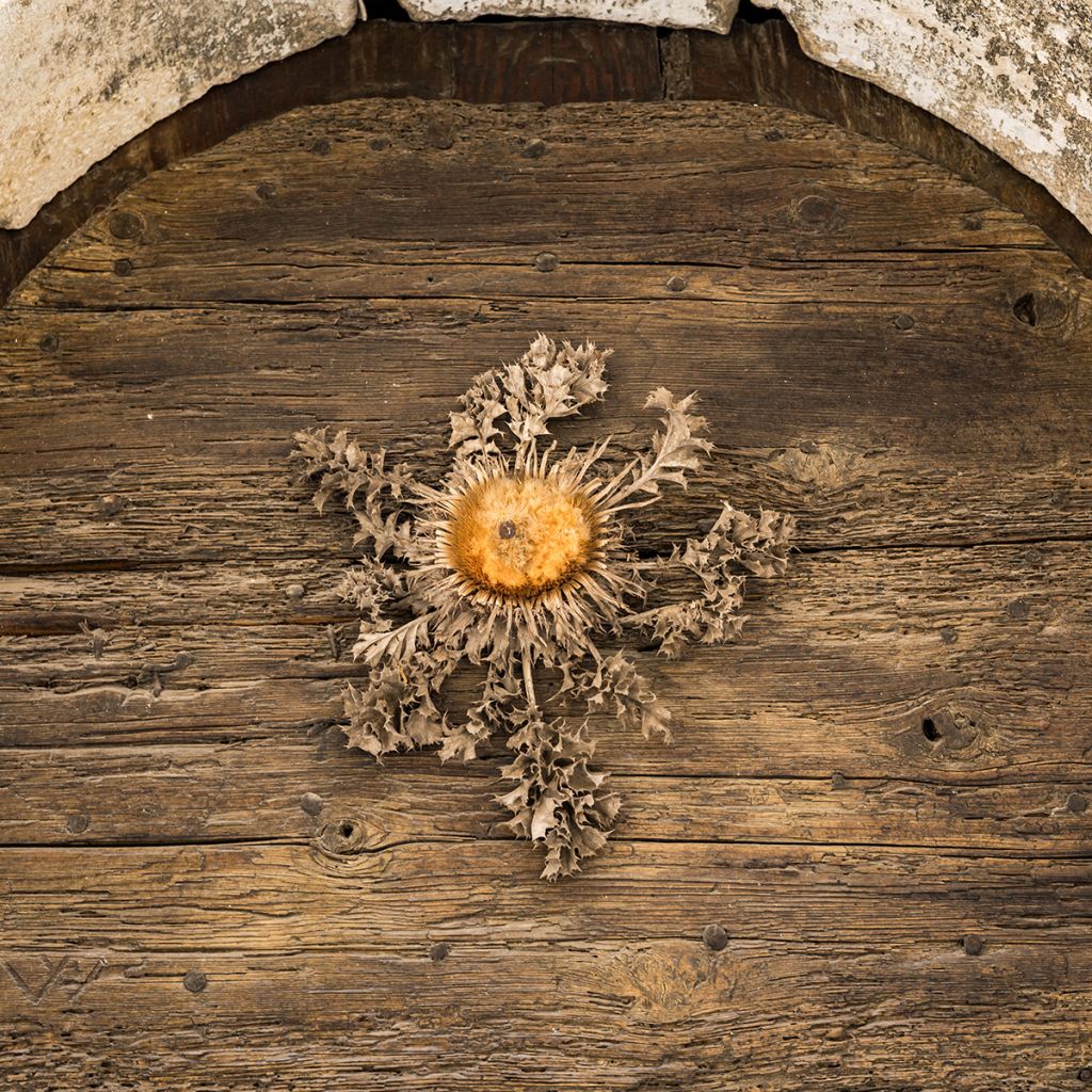 Akanttikurho - Carlina acanthifolia