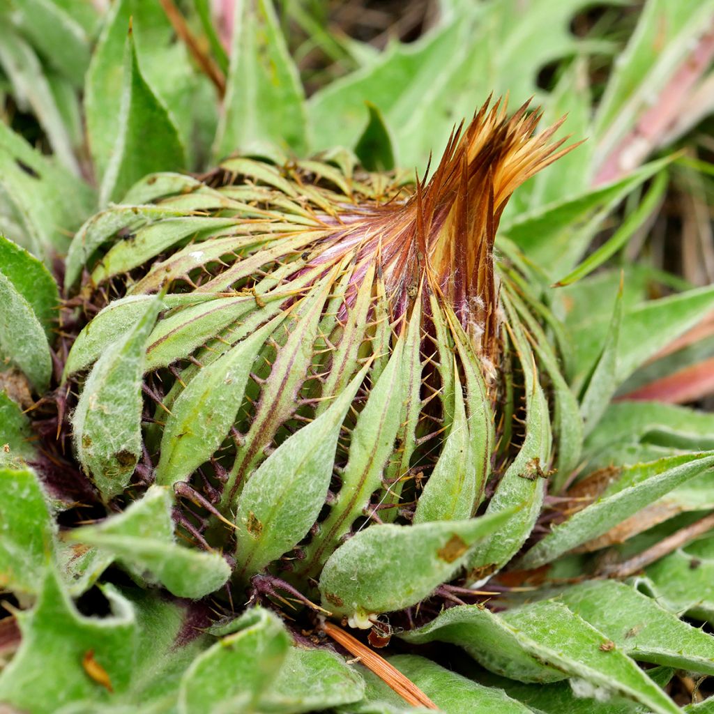 Akanttikurho - Carlina acanthifolia