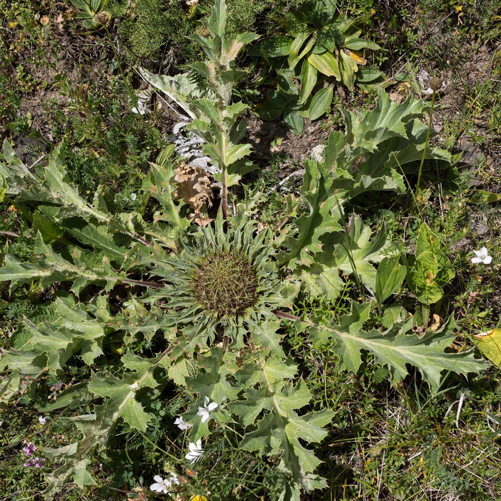 Akanttikurho - Carlina acanthifolia