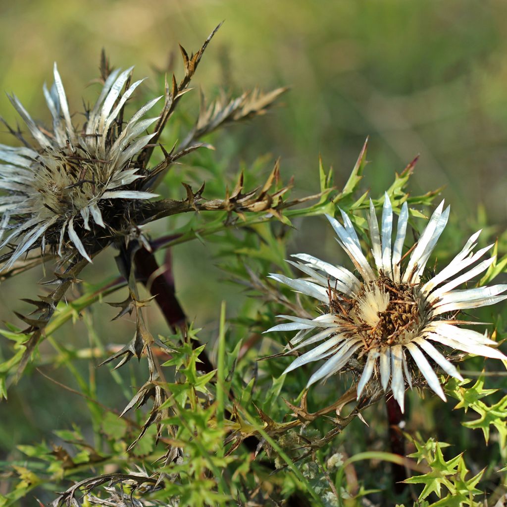 Hopeakurho - Carlina acaulis subsp. simplex