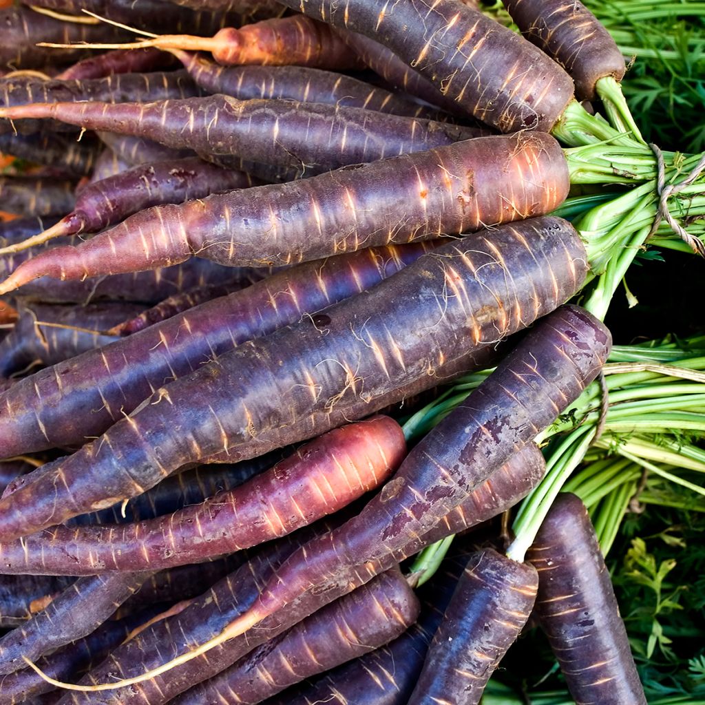 Porkkana Purple Haze F1